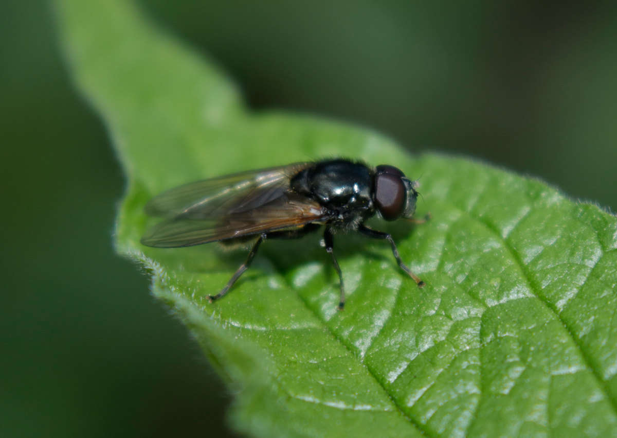 Syrphidae: Cheilosia sp.